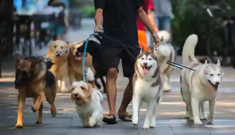Promenad med flera hundar