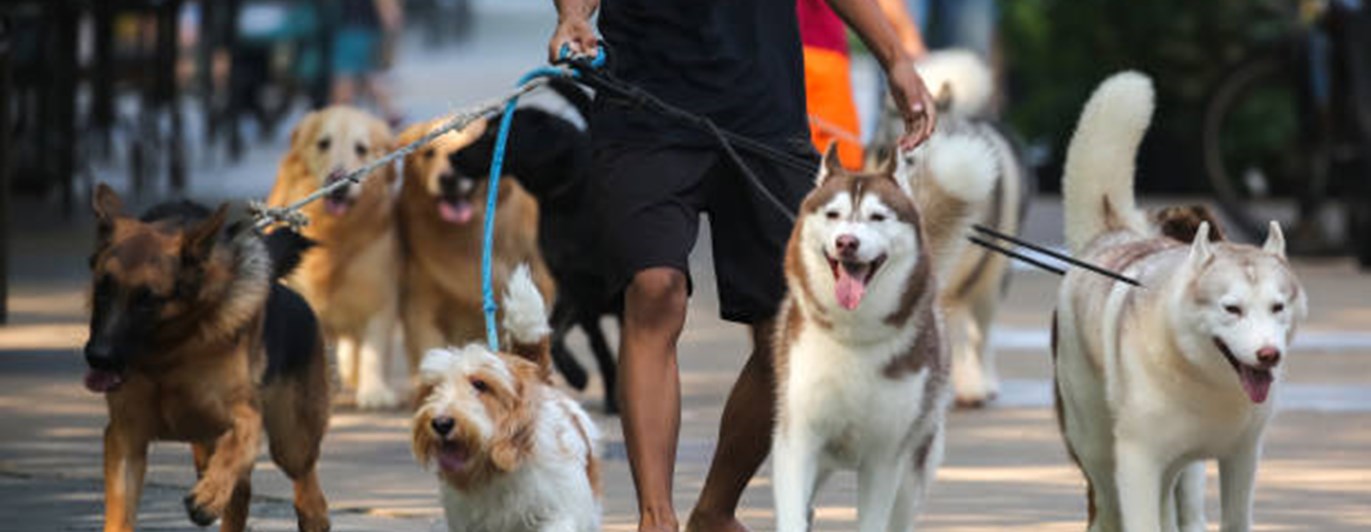Promenad med flera hundar