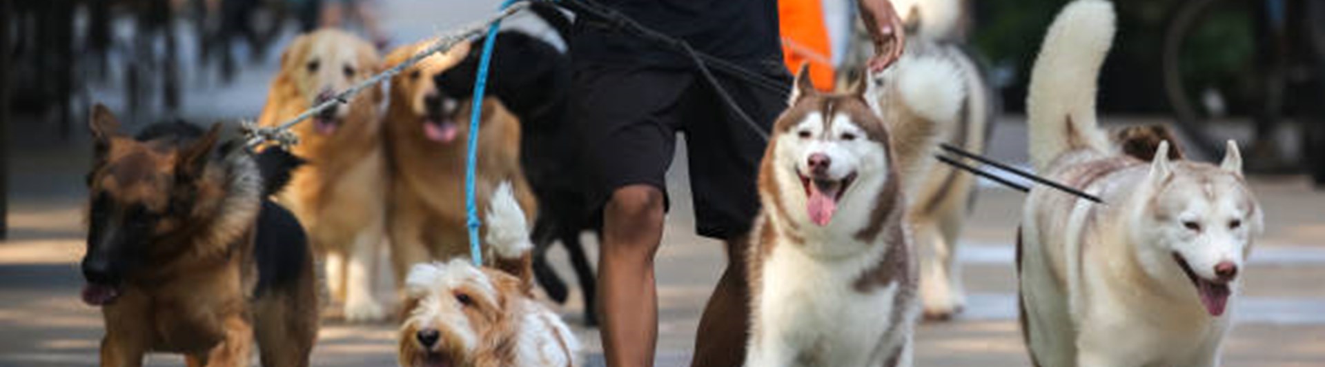 Promenad med flera hundar