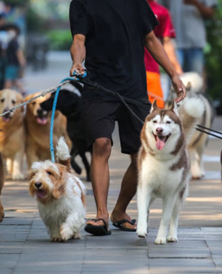 Promenad med flera hundar
