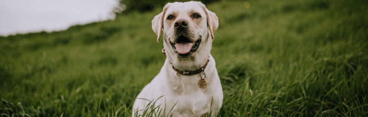 Gul labrador sitter på gräsmatta och tittar in i kameran
