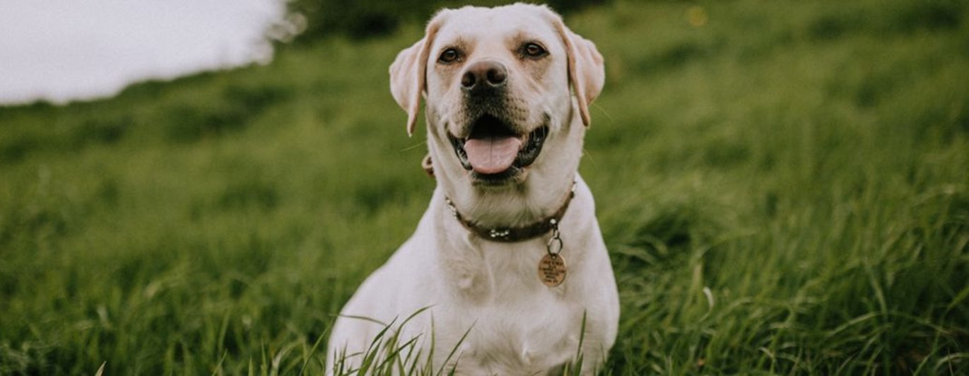Gul labrador sitter på gräsmatta och tittar in i kameran