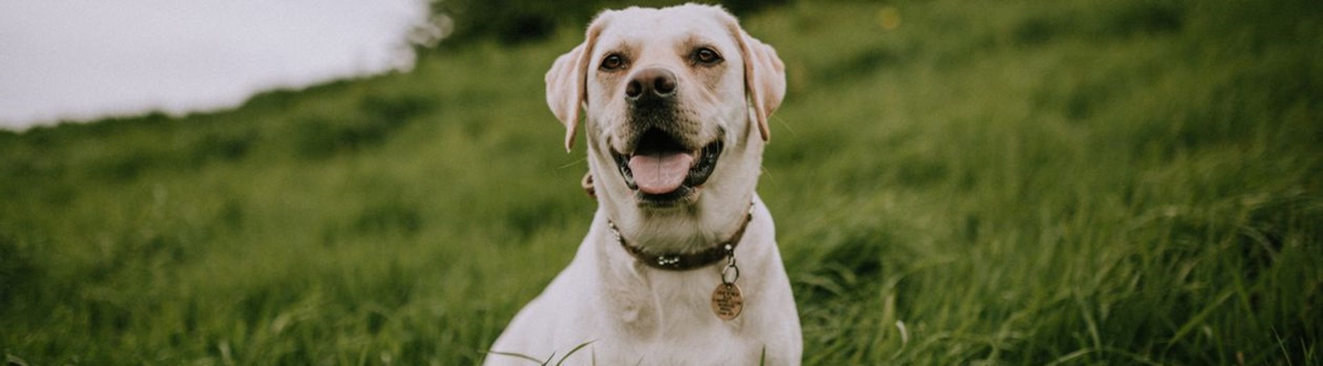 Gul labrador sitter på gräsmatta och tittar in i kameran