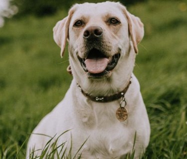 Gul labrador sitter på gräsmatta och tittar in i kameran