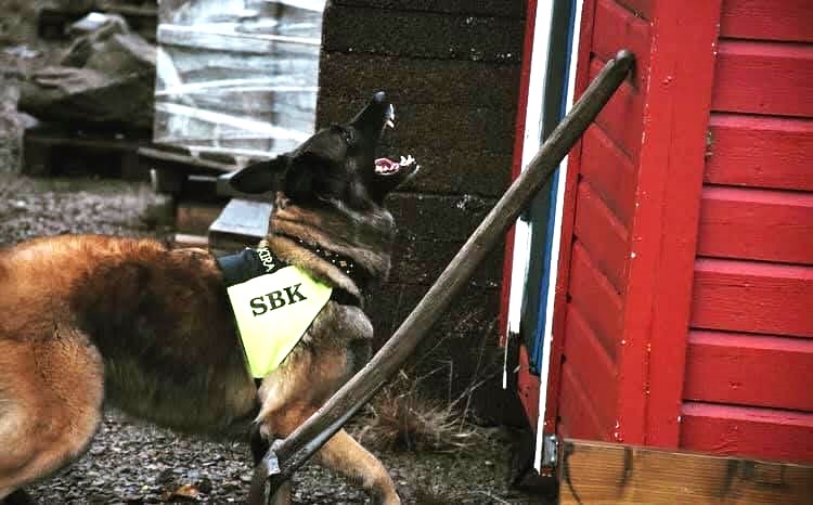 SAR-hund i arbete (tidigare IPO-R)