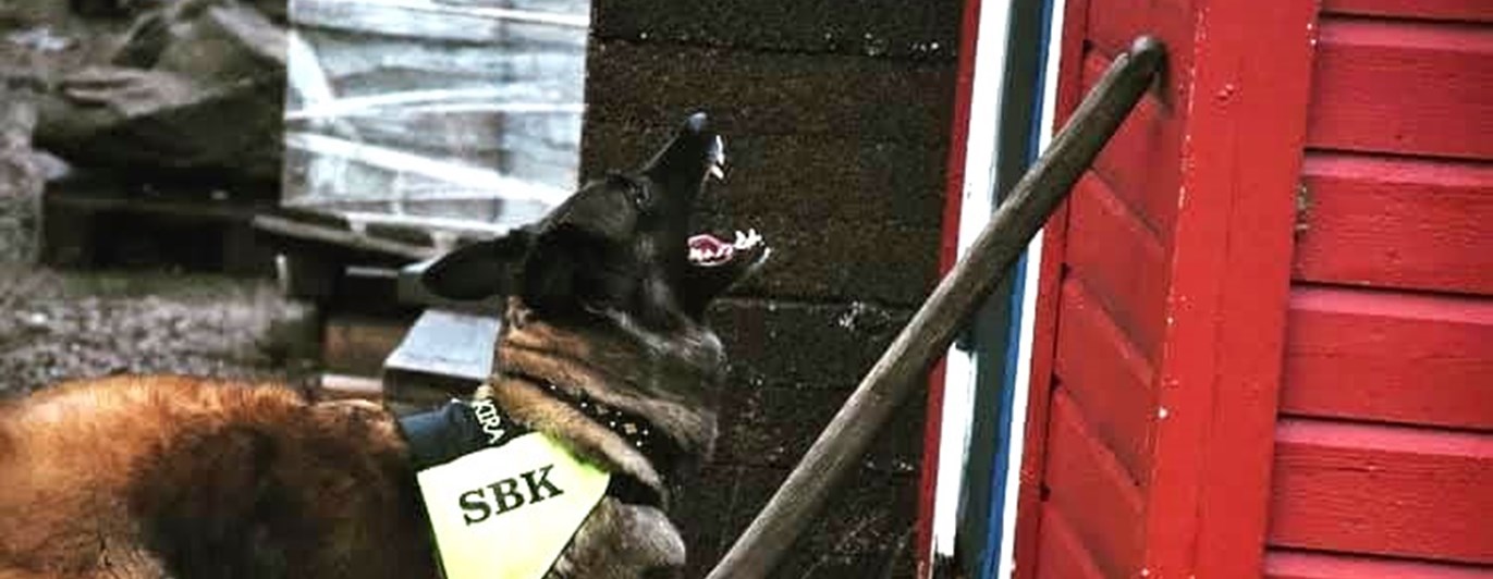 SAR-hund i arbete (tidigare IPO-R)
