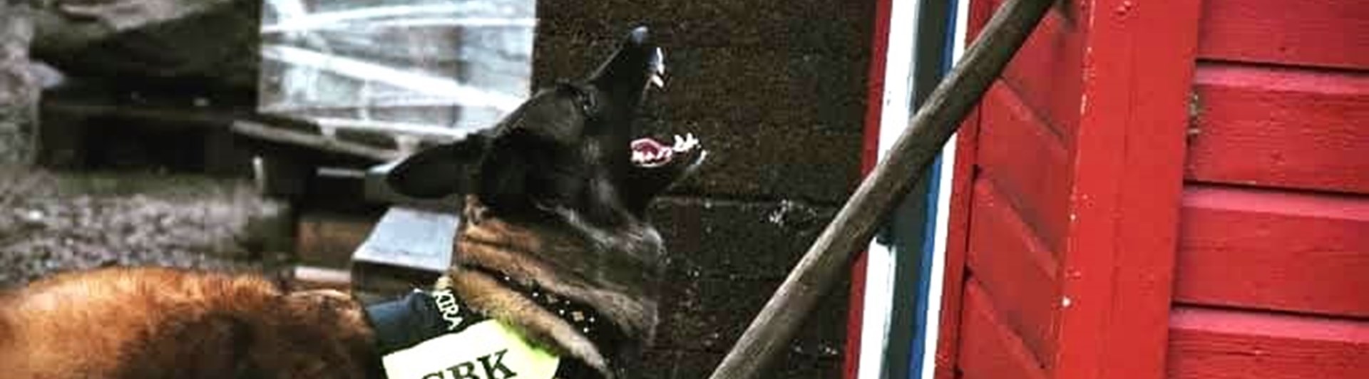 SAR-hund i arbete (tidigare IPO-R)