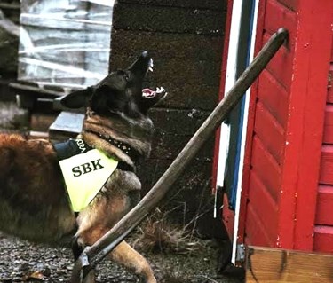SAR-hund i arbete (tidigare IPO-R)