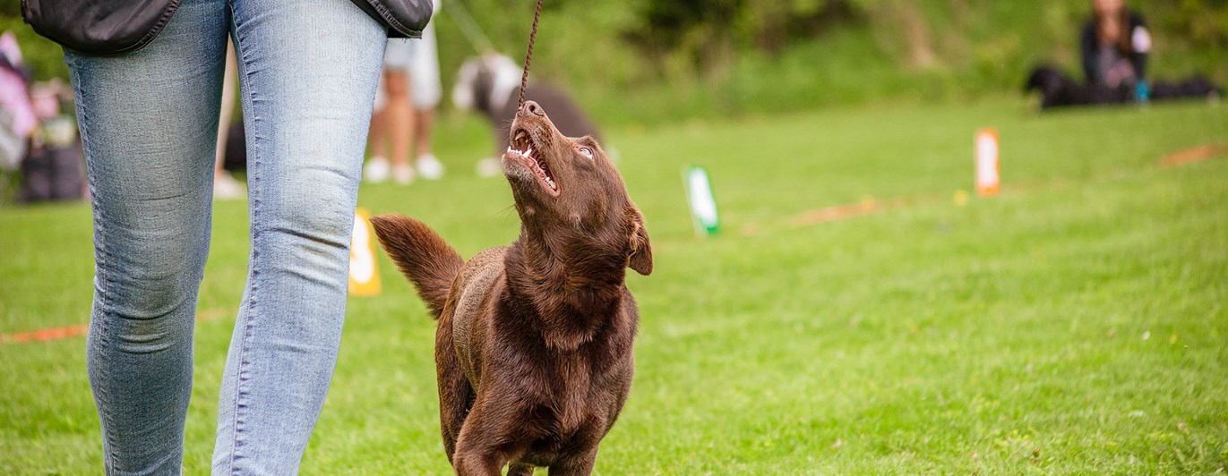 Brun hund går går uppmärksamt vid sin människas sida