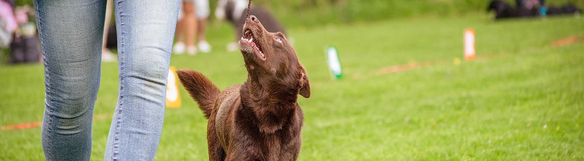 Brun hund går går uppmärksamt vid sin människas sida