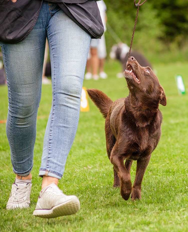 Brun hund går går uppmärksamt vid sin människas sida