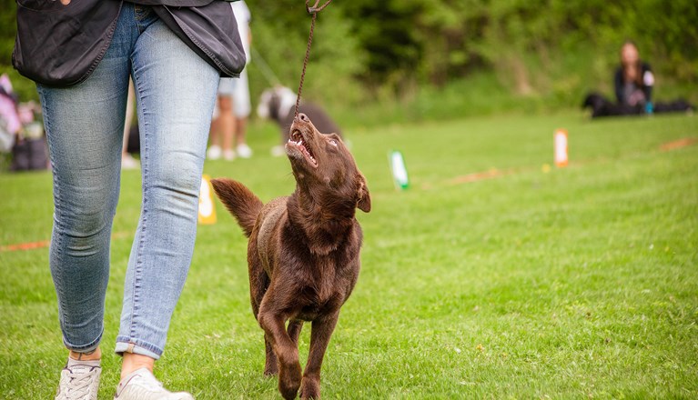 Brun hund går går uppmärksamt vid sin människas sida
