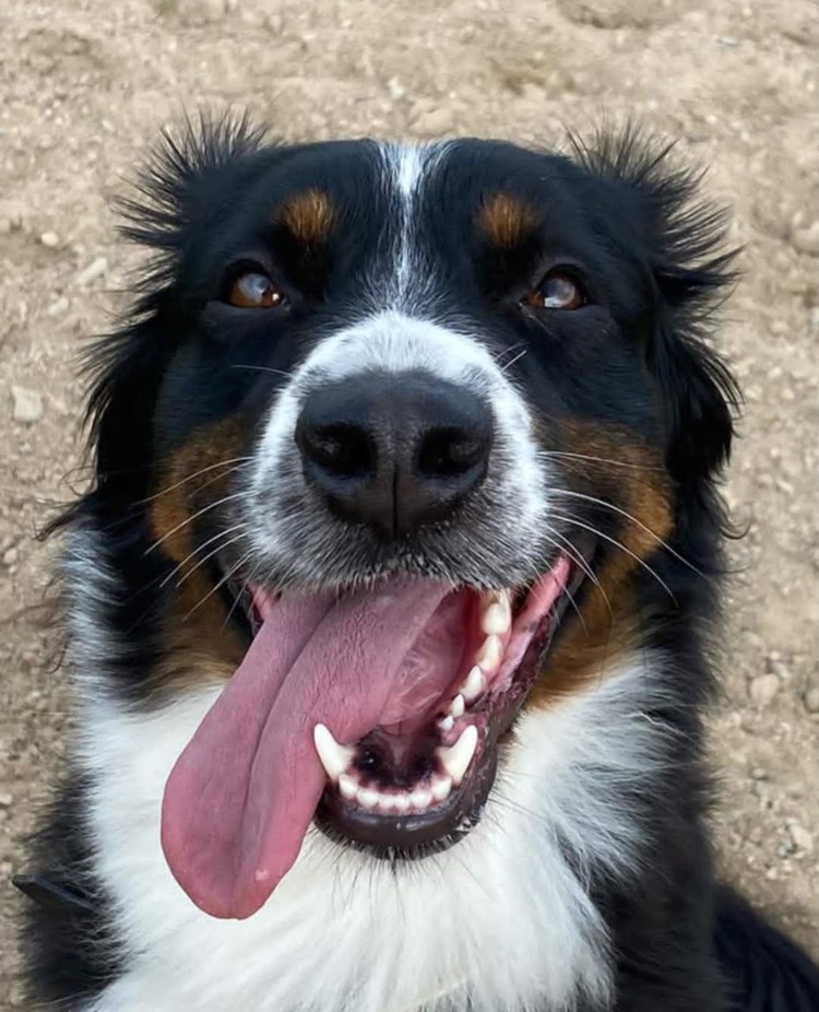 Hund med tungan ute
