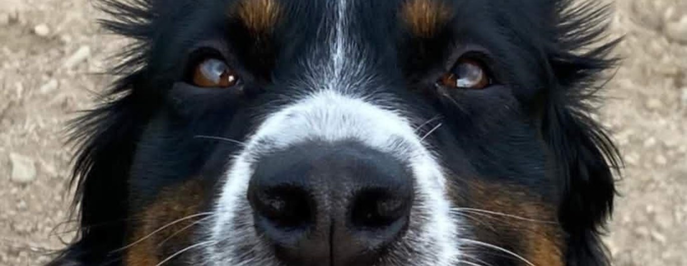 Hund med tungan ute