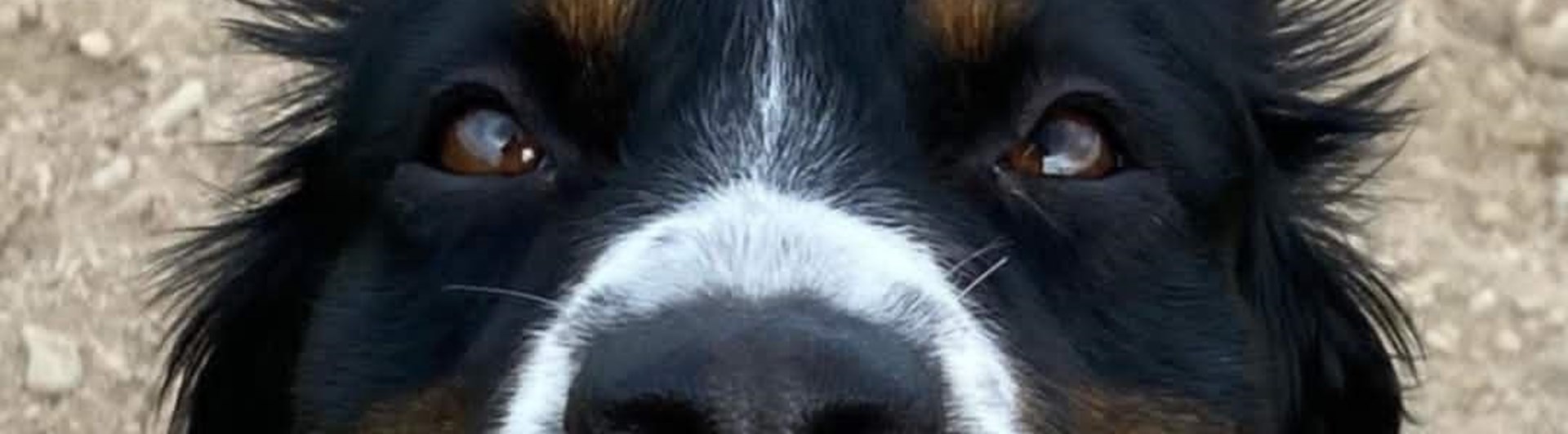 Hund med tungan ute