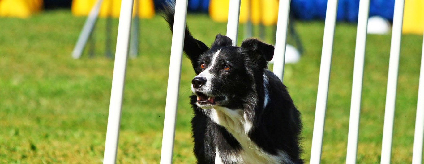 Border collie Sheena utför slalom i Agility