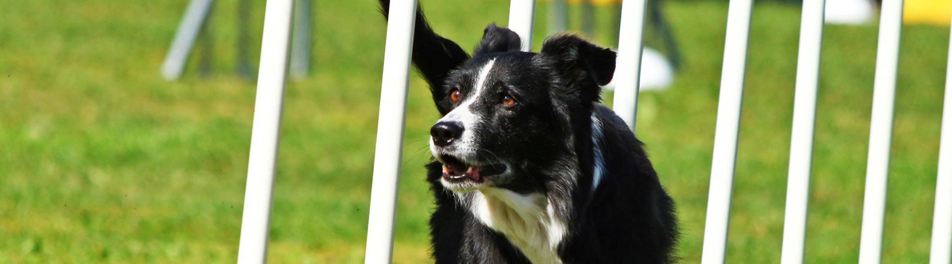 Border collie Sheena utför slalom i Agility