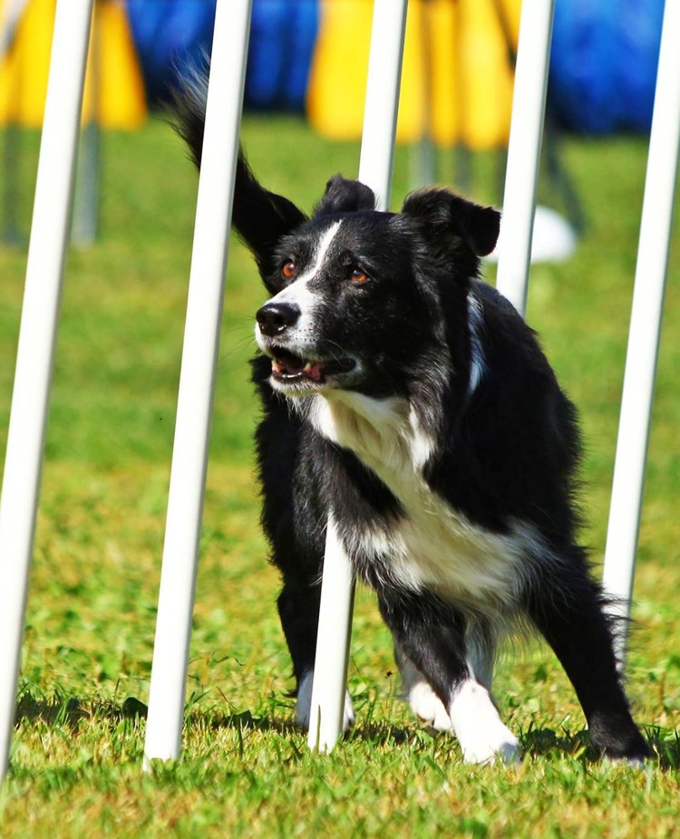 Border collie Sheena utför slalom i Agility