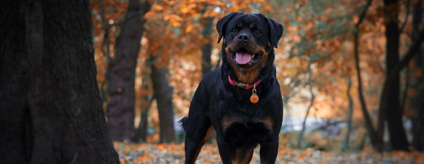 rottwailer som står i skogen