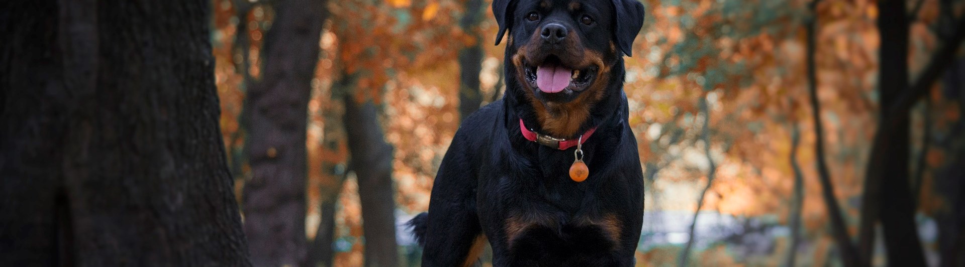 rottwailer som står i skogen