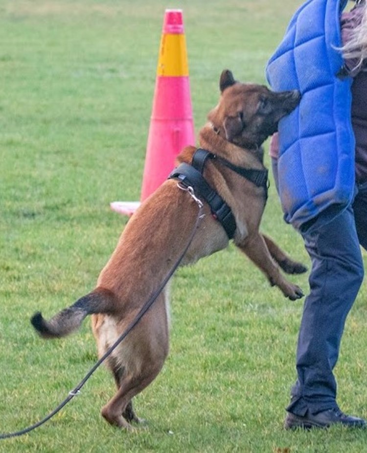 Skyddshund i bitarbete