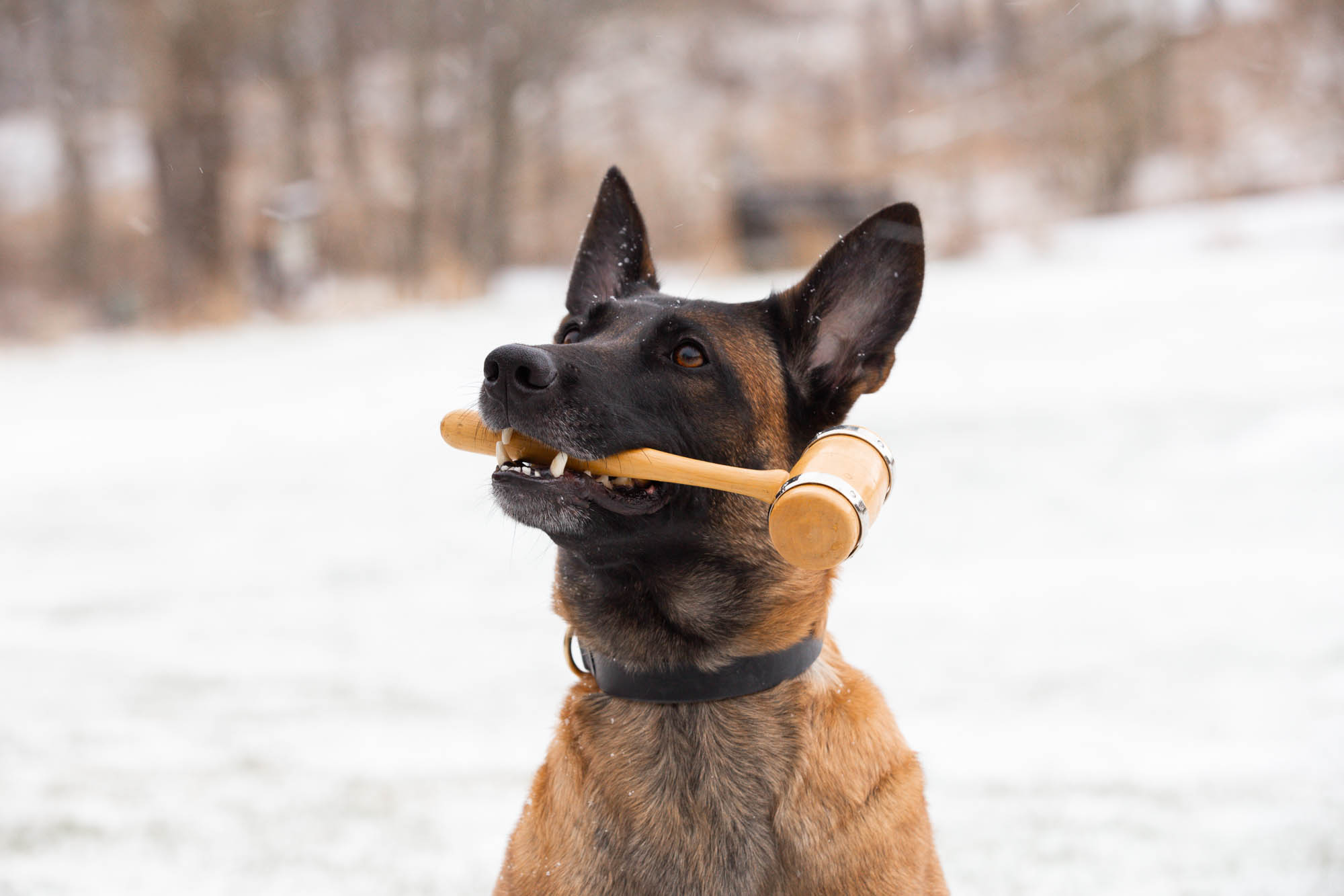 Hund med ordförandeklubba