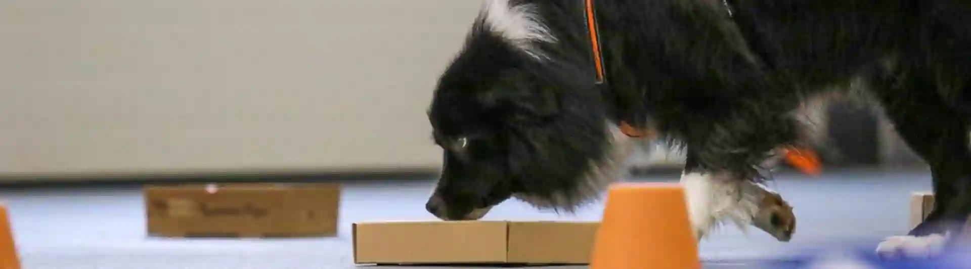 Bild på hund, som använder sin nos i NoseWork