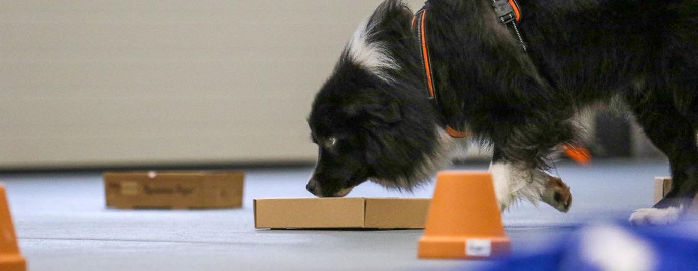 Bild på hund, som använder sin nos i NoseWork