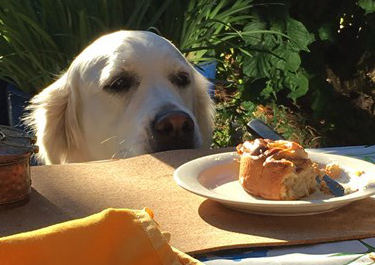 golden retriever stirrar på kanelbulle på bordet