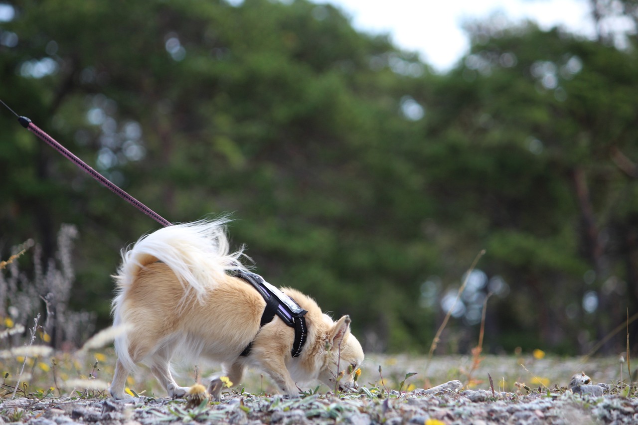 Hund som spårar.