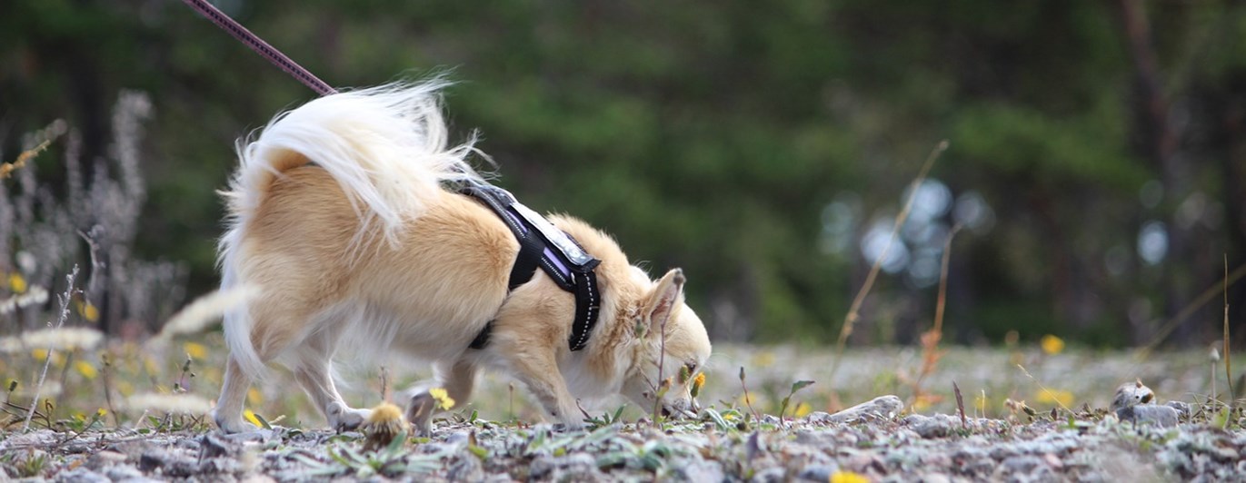Hund som spårar.