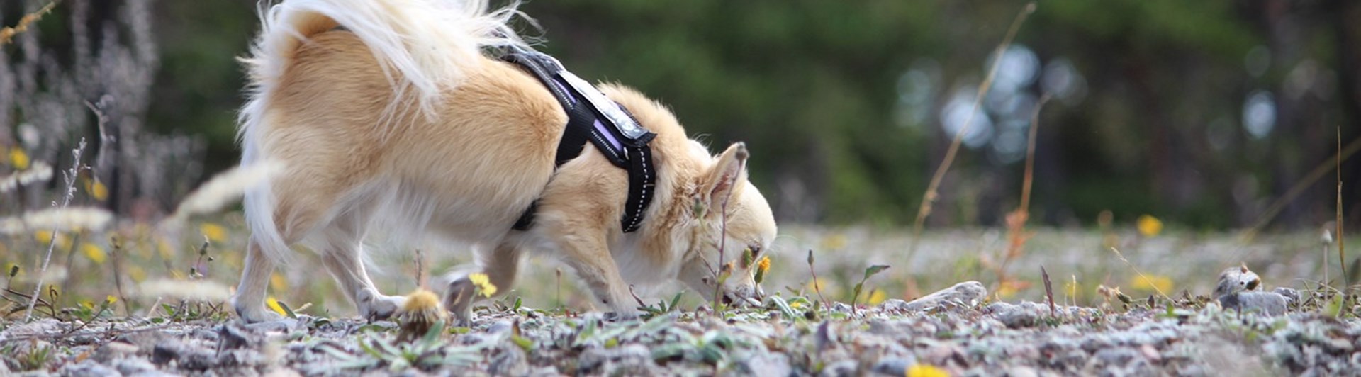 Hund som spårar.