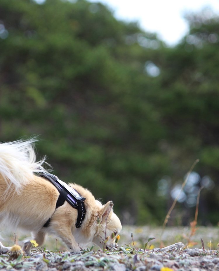 Hund som spårar.