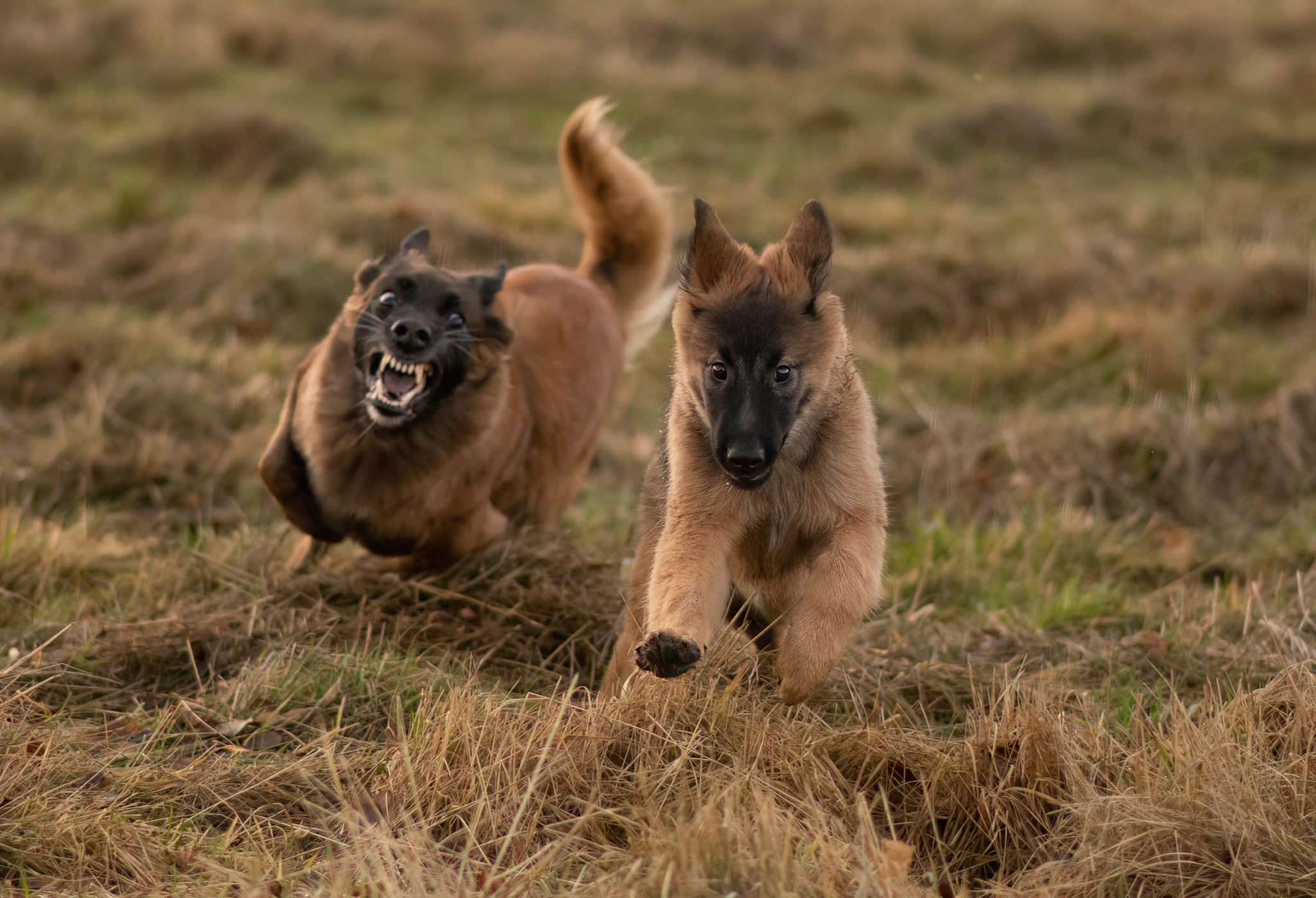 Två valpar som springer