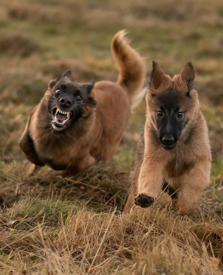 Två valpar som springer