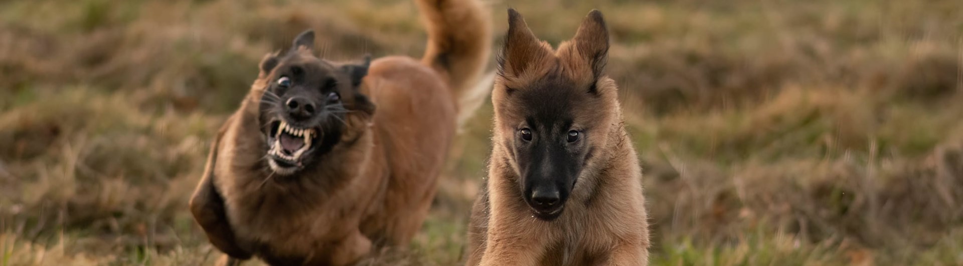 Två valpar som springer