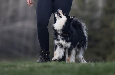 Finsk lapphund går fot tillsammans med hans matte.