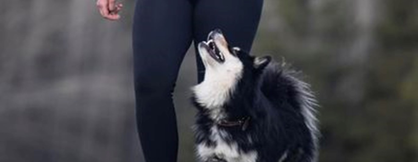 Finsk lapphund går fot tillsammans med hans matte.