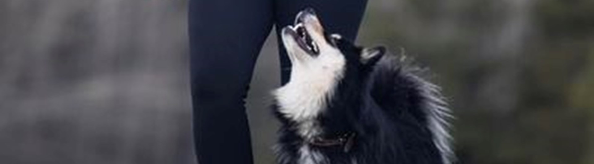 Finsk lapphund går fot tillsammans med hans matte.