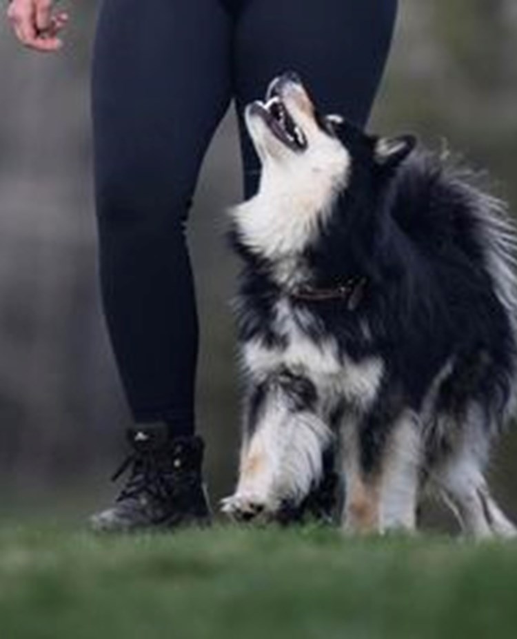 Finsk lapphund går fot tillsammans med hans matte.