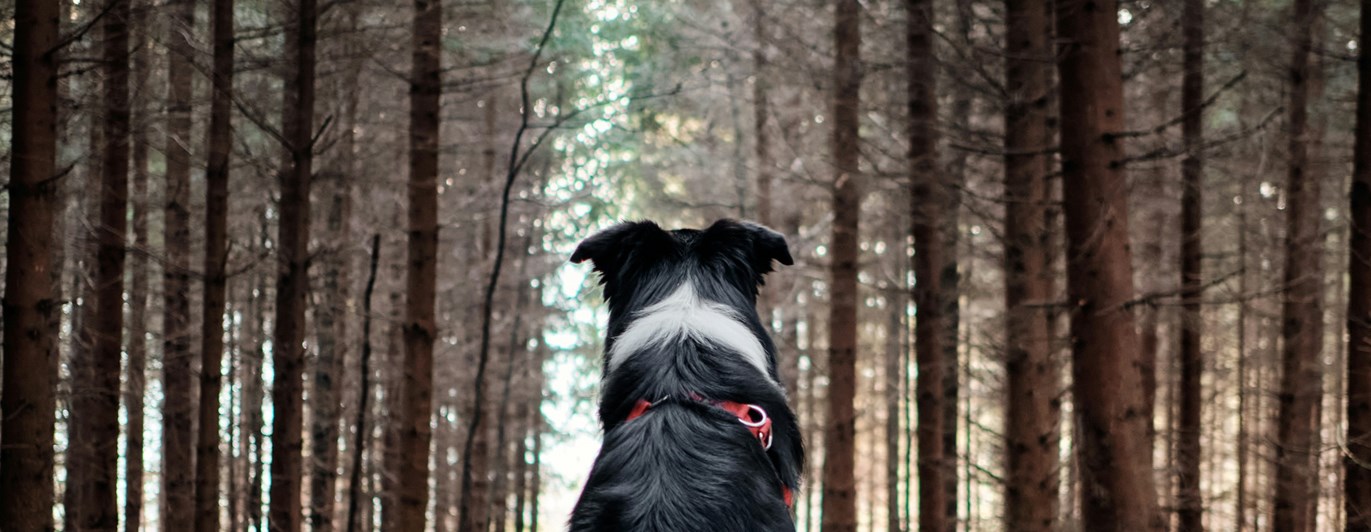 Foto: Tadeusz Lakota via Unsplash