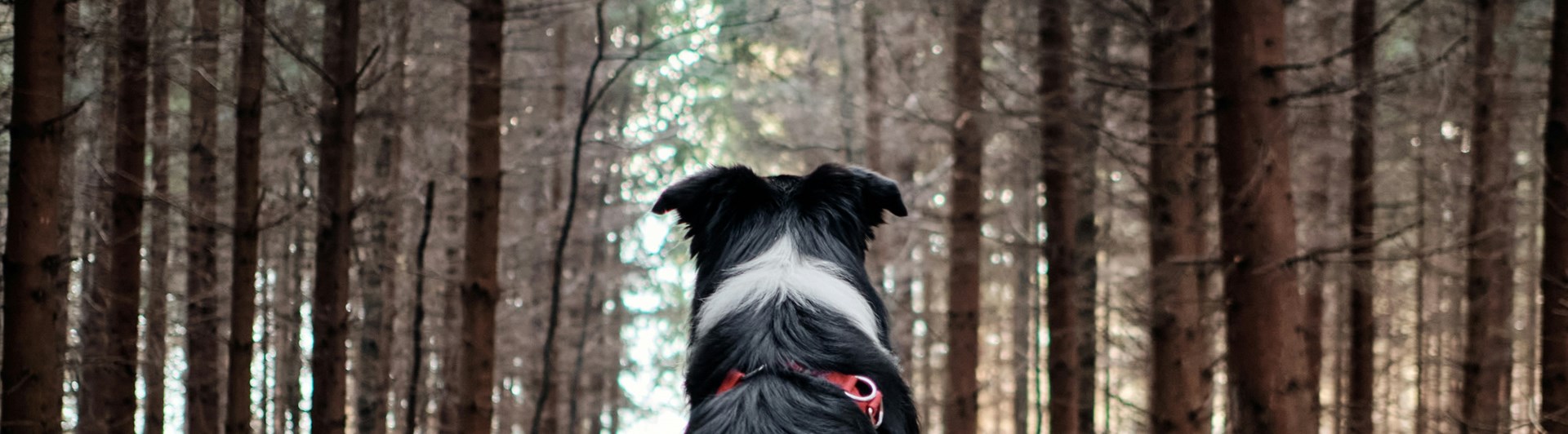 Foto: Tadeusz Lakota via Unsplash