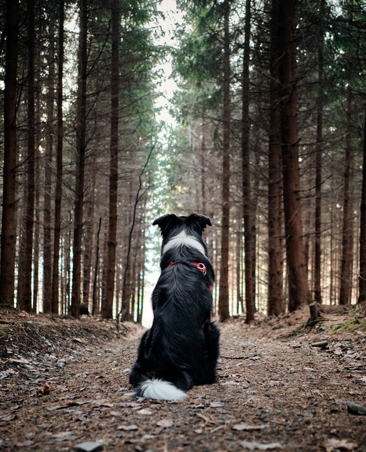 Foto: Tadeusz Lakota via Unsplash
