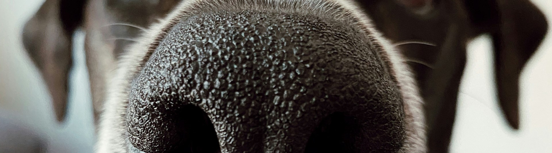 Foto: Madalyn Cox Zuu - Unsplash