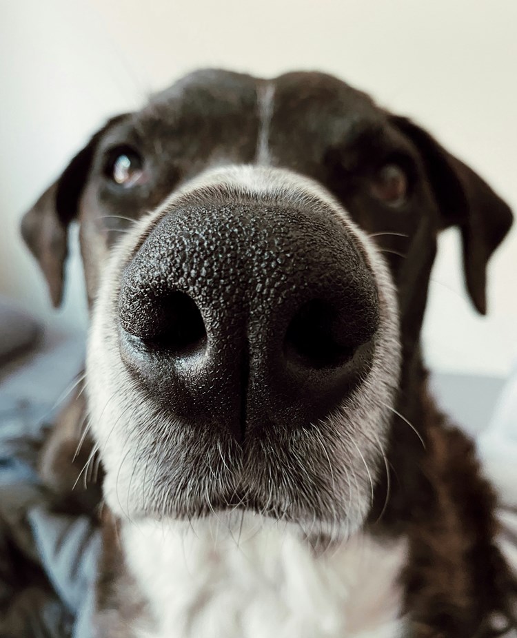 Foto: Madalyn Cox Zuu - Unsplash