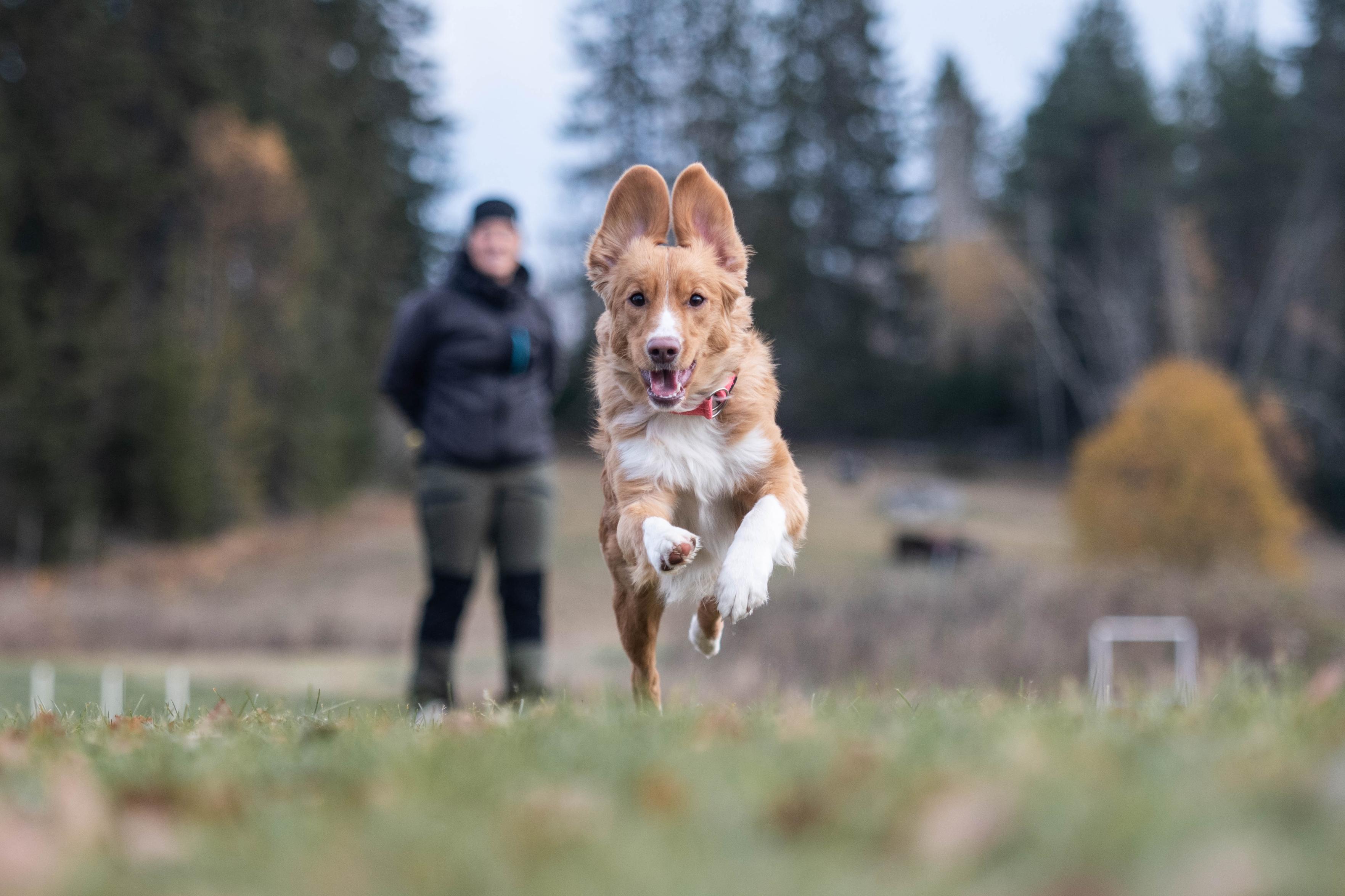 Hund springer mot kameran