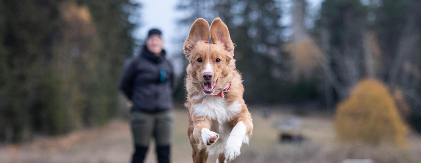 Hund springer mot kameran