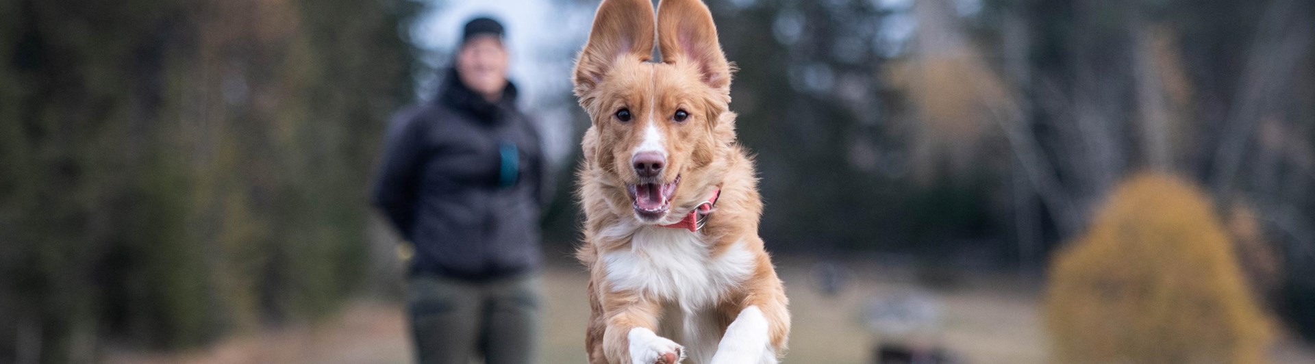 Hund springer mot kameran
