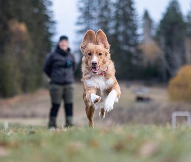 Hund springer mot kameran