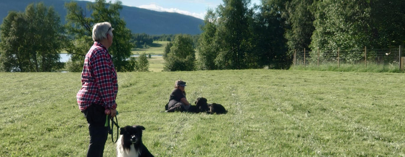 Allmänlydnadskurs på Hundholmen